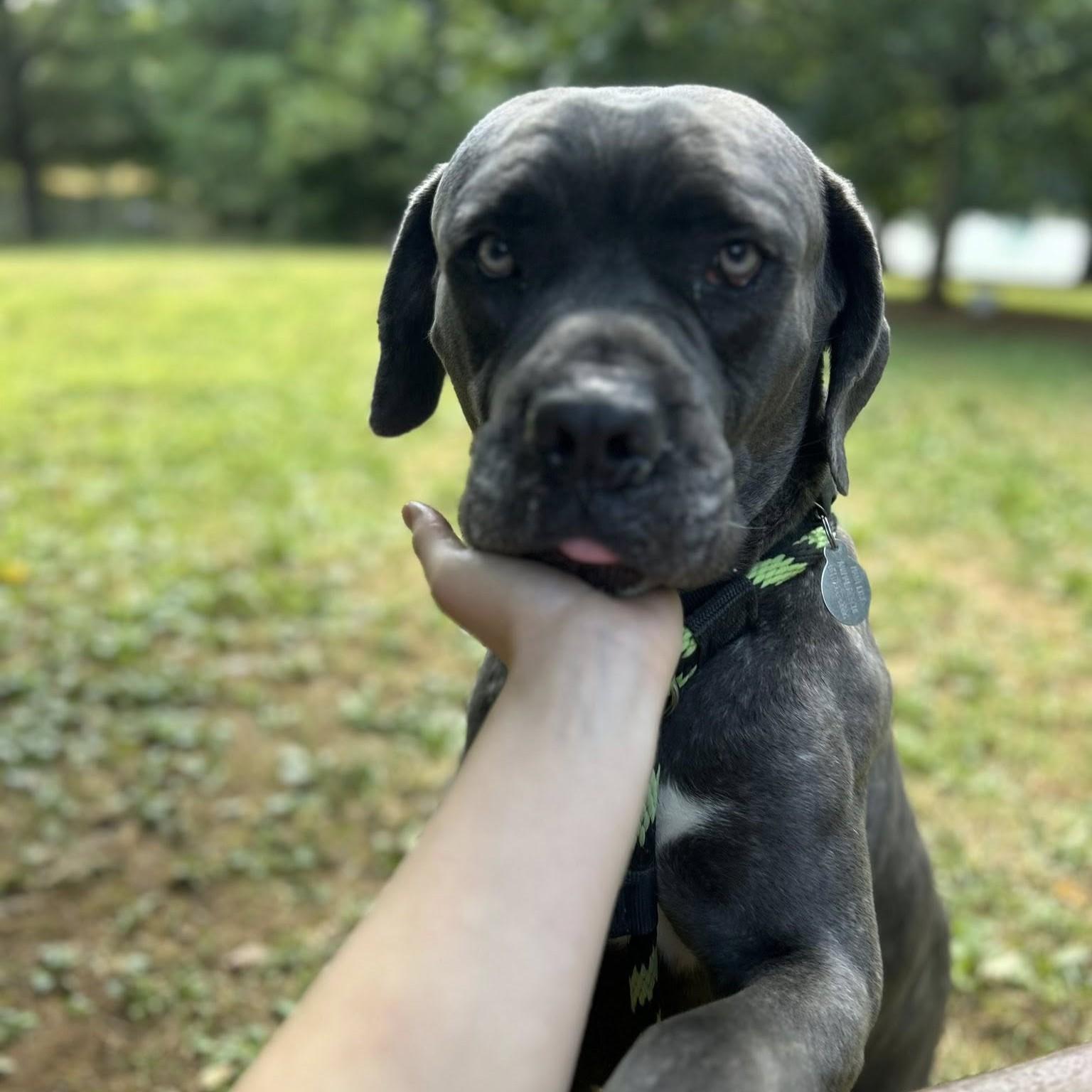 Enlarge G, a Adoptable mixed breed in Phoenixville, PA image 5/6