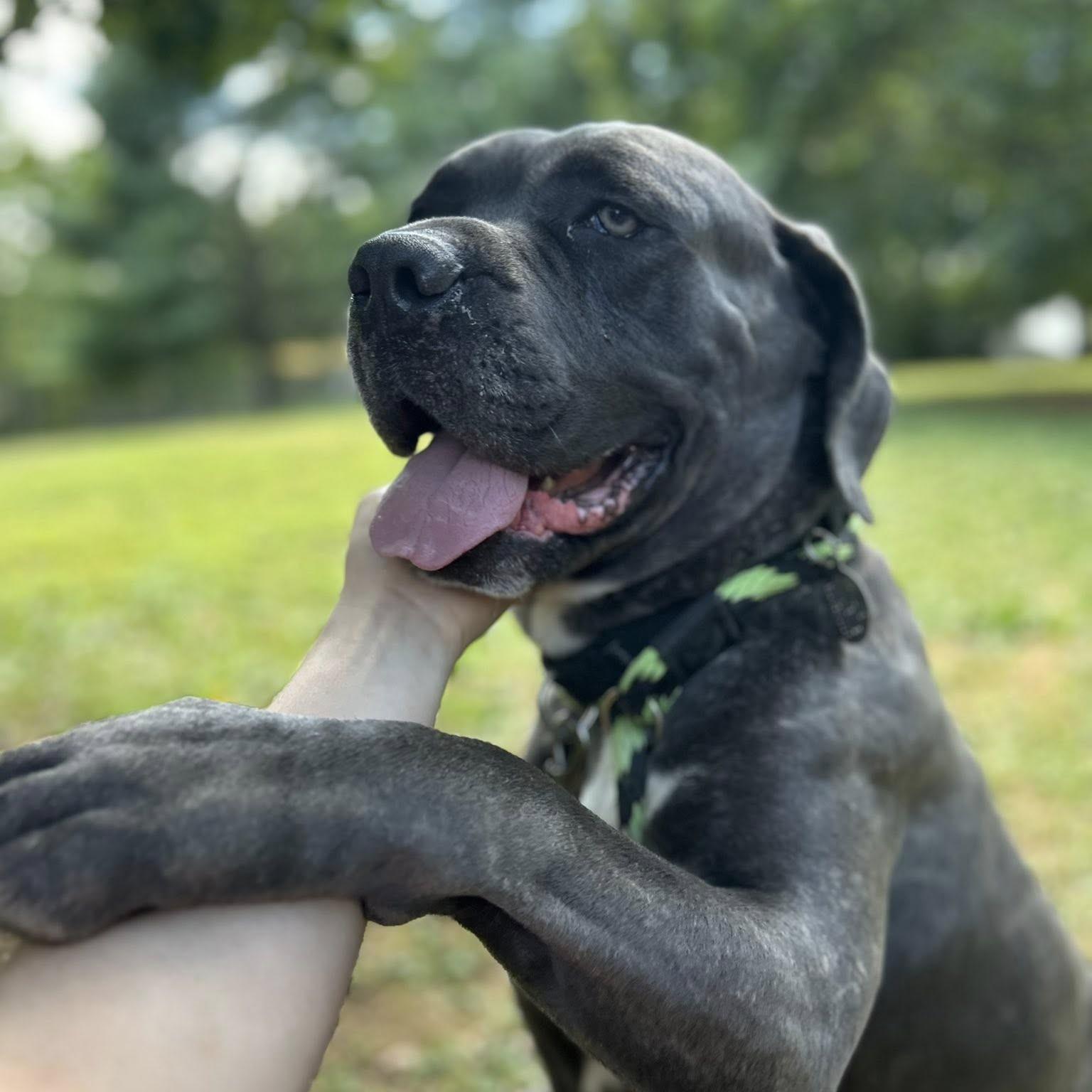 G, Adoptable, Adult Male Mastiff.