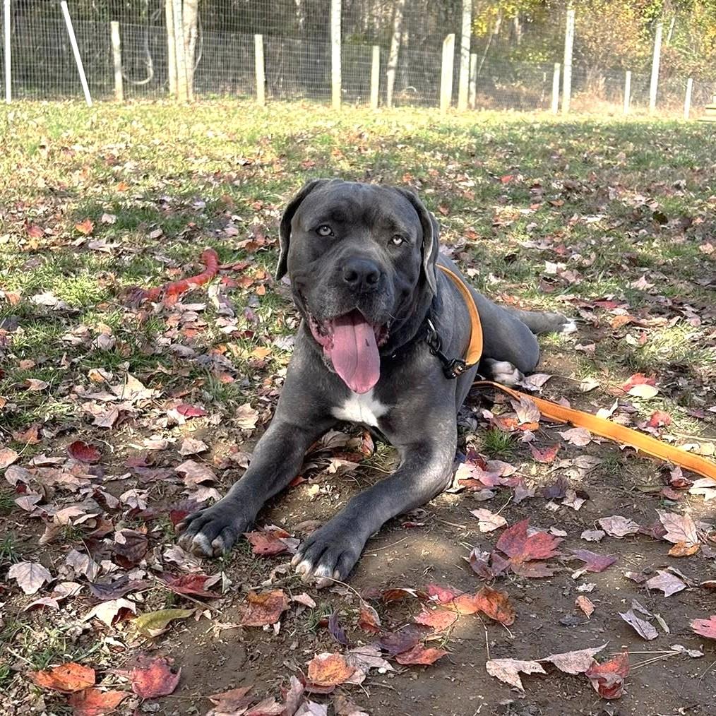 Enlarge G, a Adoptable mixed breed in Phoenixville, PA image 2/6