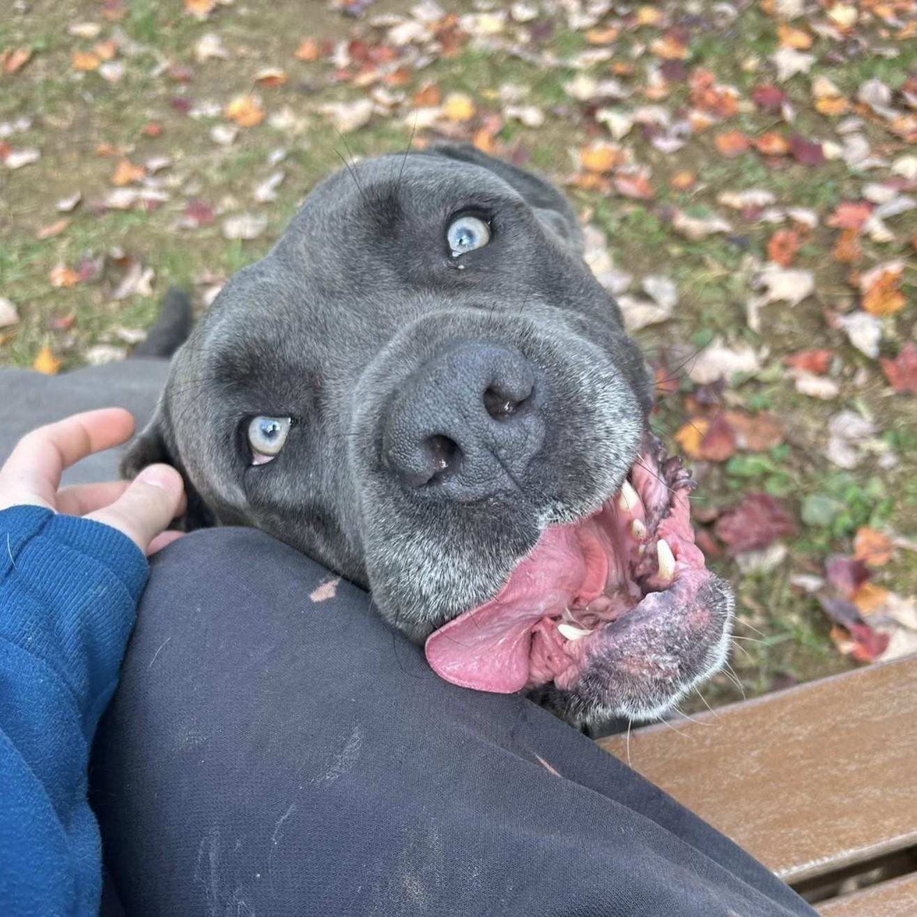 G, Adoptable, Adult Male Mastiff.