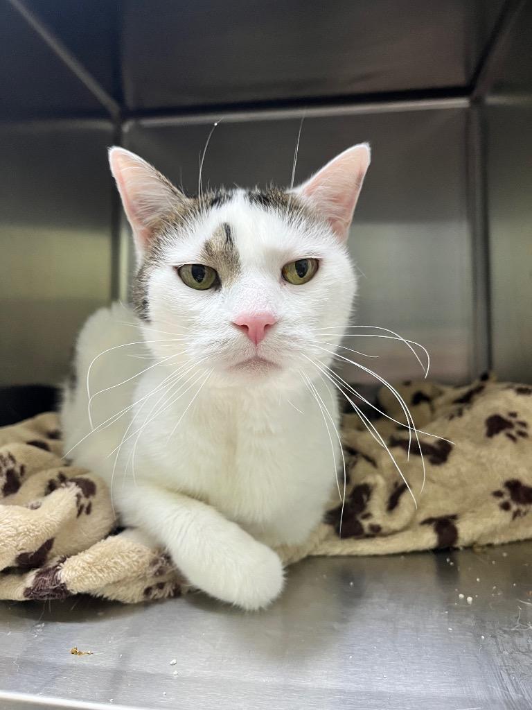 Enlarge Dots, a Adoptable mixed breed in Shorewood, IL image 1/3