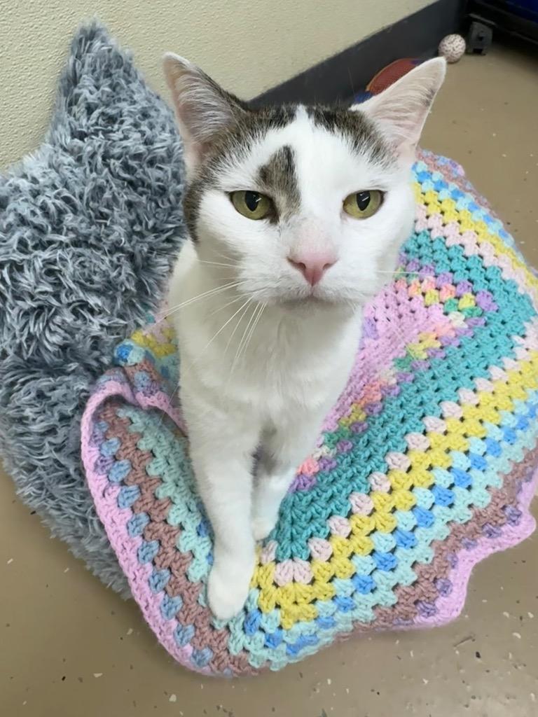 Enlarge Dots, a Adoptable mixed breed in Shorewood, IL image 2/3