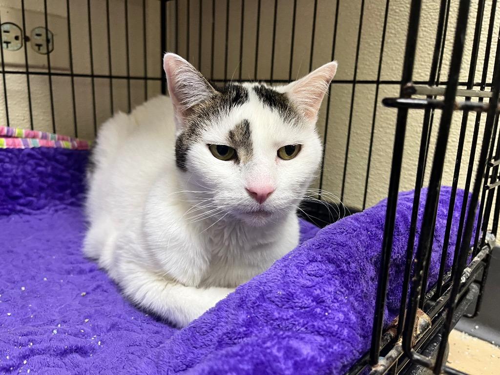 Enlarge Dots, a Adoptable mixed breed in Shorewood, IL image 3/3