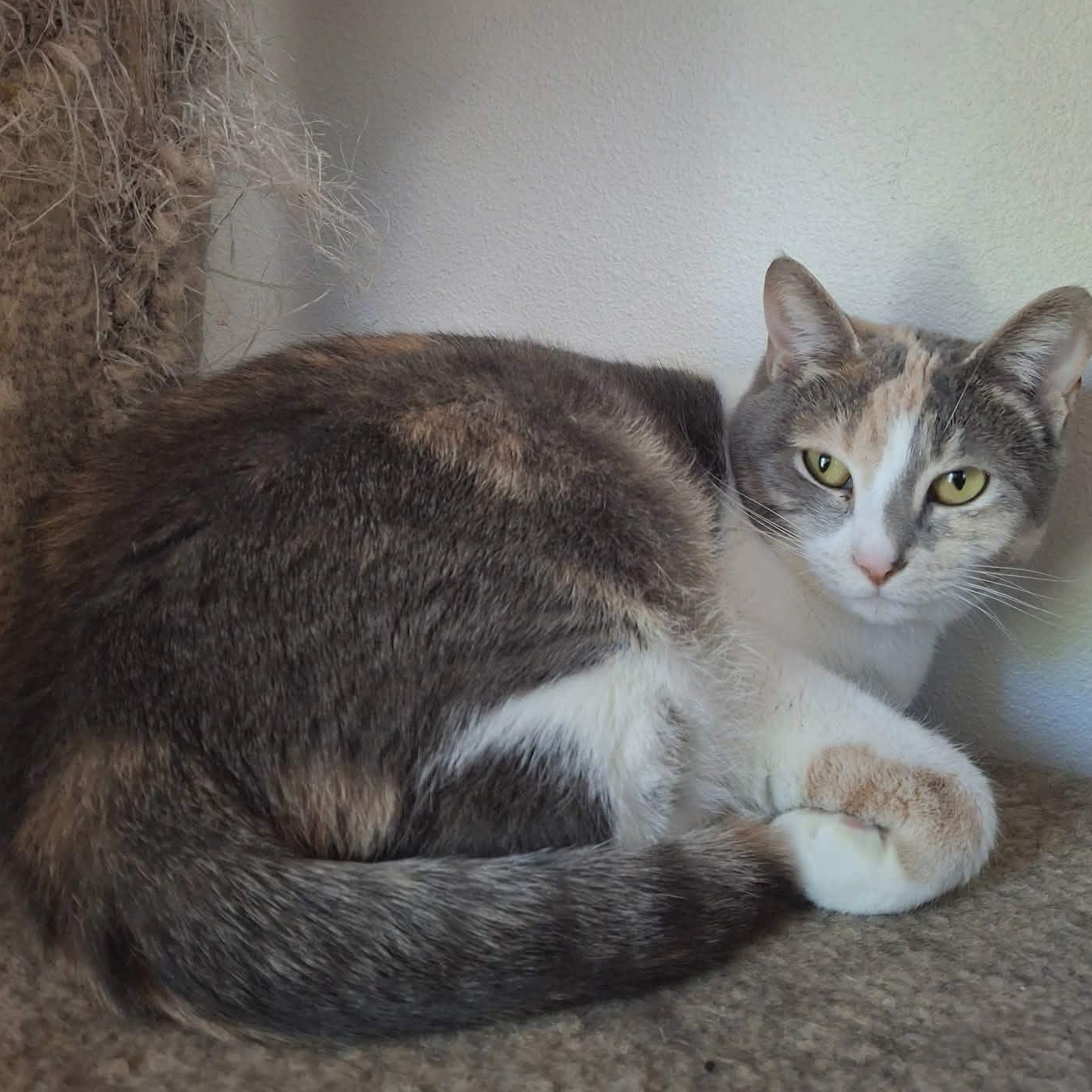 Rainbow, Adoptable, Adult Female Domestic Short Hair.