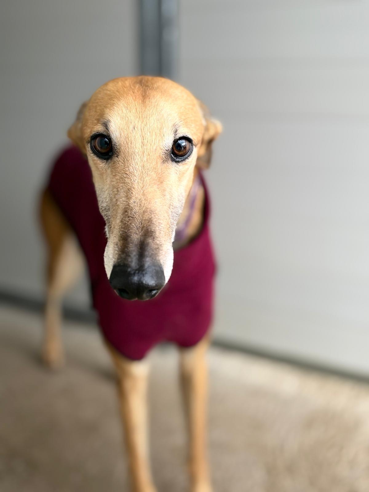 Enlarge Tostaito, a ADOPTABLE Galgo Spanish Greyhound in Winter Park, FL image 1/1