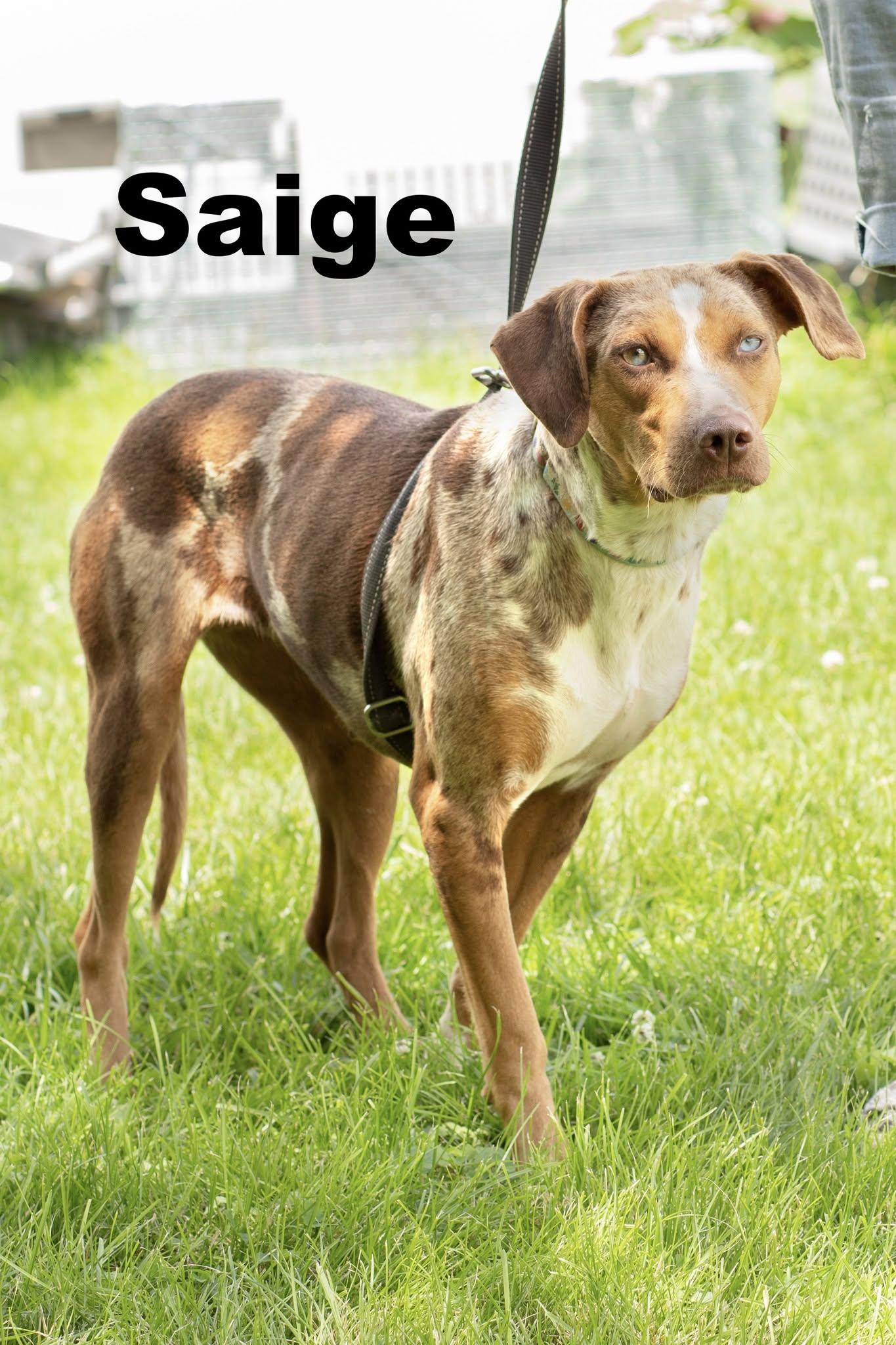 Saige, ADOPTABLE, Young Female Mixed Breed.