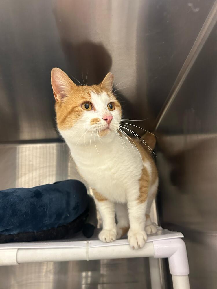 Boston, Adoptable, Adult Male Domestic Short Hair.