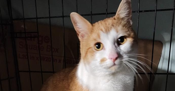 Enlarge Boston, a Adoptable Domestic Short Hair in Pittstown, NJ image 2/2