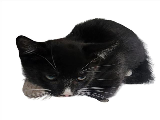 Enlarge PEPINO, a Adoptable Domestic Short Hair in Tracy, CA image 1/1