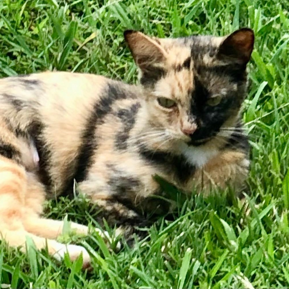 Sabrina, a ADOPTABLE Tortoiseshell in Gastonia, NC image 2/2