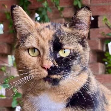 Sabrina, a ADOPTABLE Tortoiseshell in Gastonia, NC image 1/2