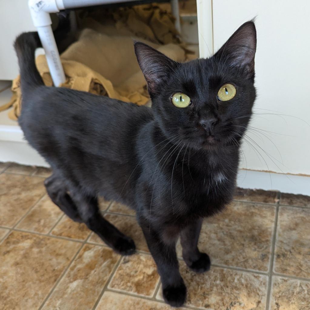 Opal, a Adoptable mixed breed in Aberdeen, WA image 1/2