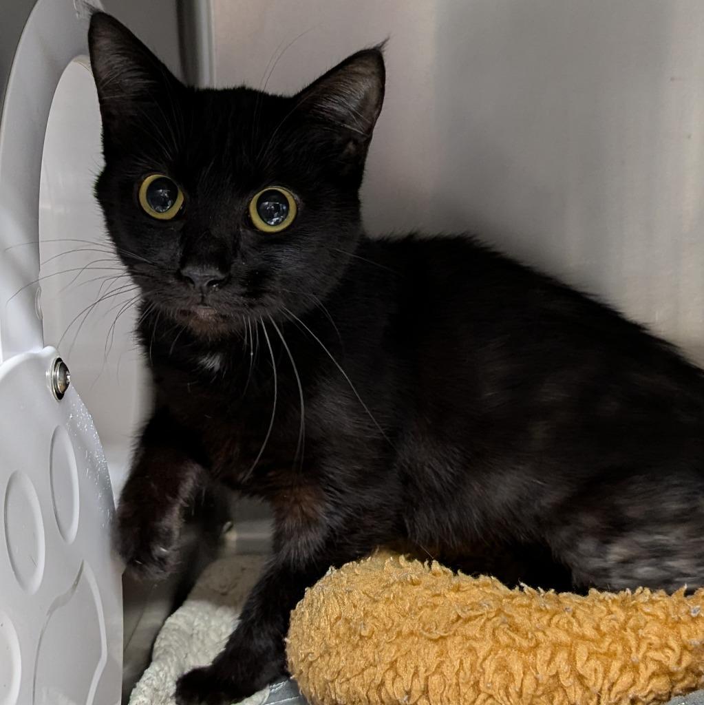 Opal, a Adoptable mixed breed in Aberdeen, WA image 2/2