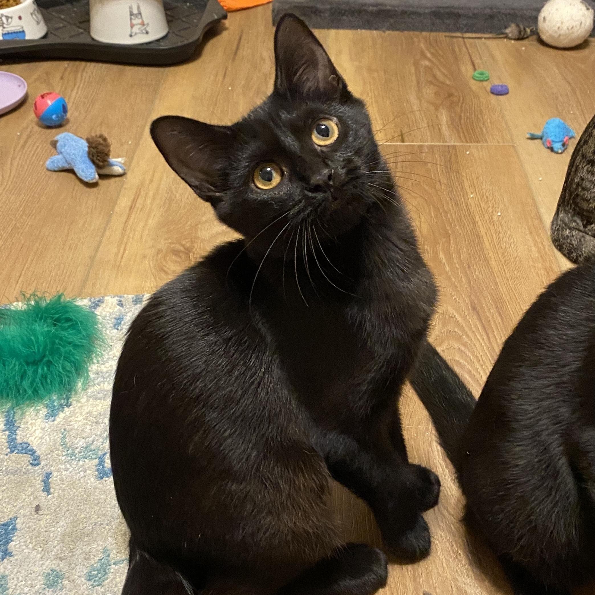 Enlarge Matilda, a Adopted Domestic Short Hair in Pickerington, OH image 1/4