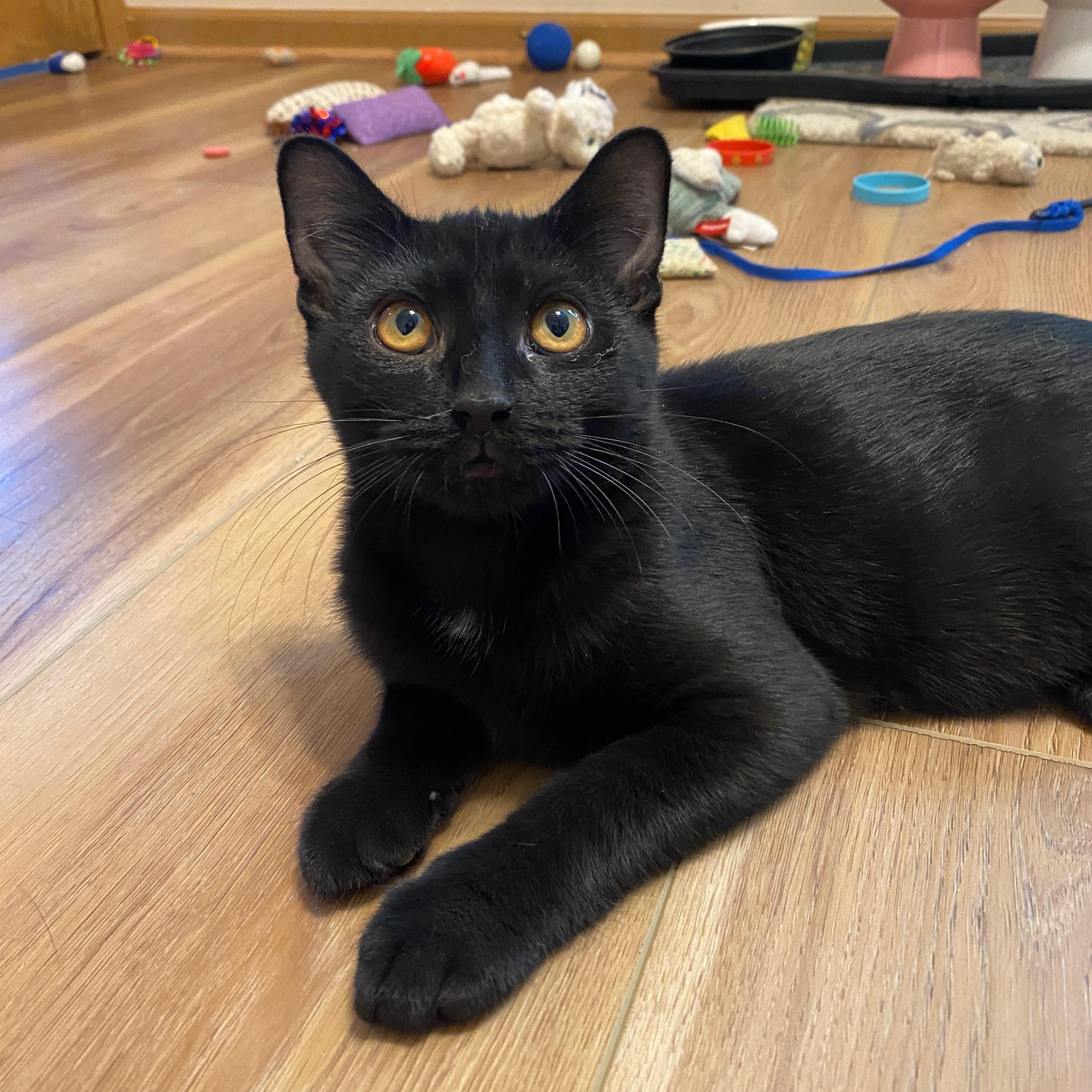 Enlarge Matilda, a Adopted Domestic Short Hair in Pickerington, OH image 4/4