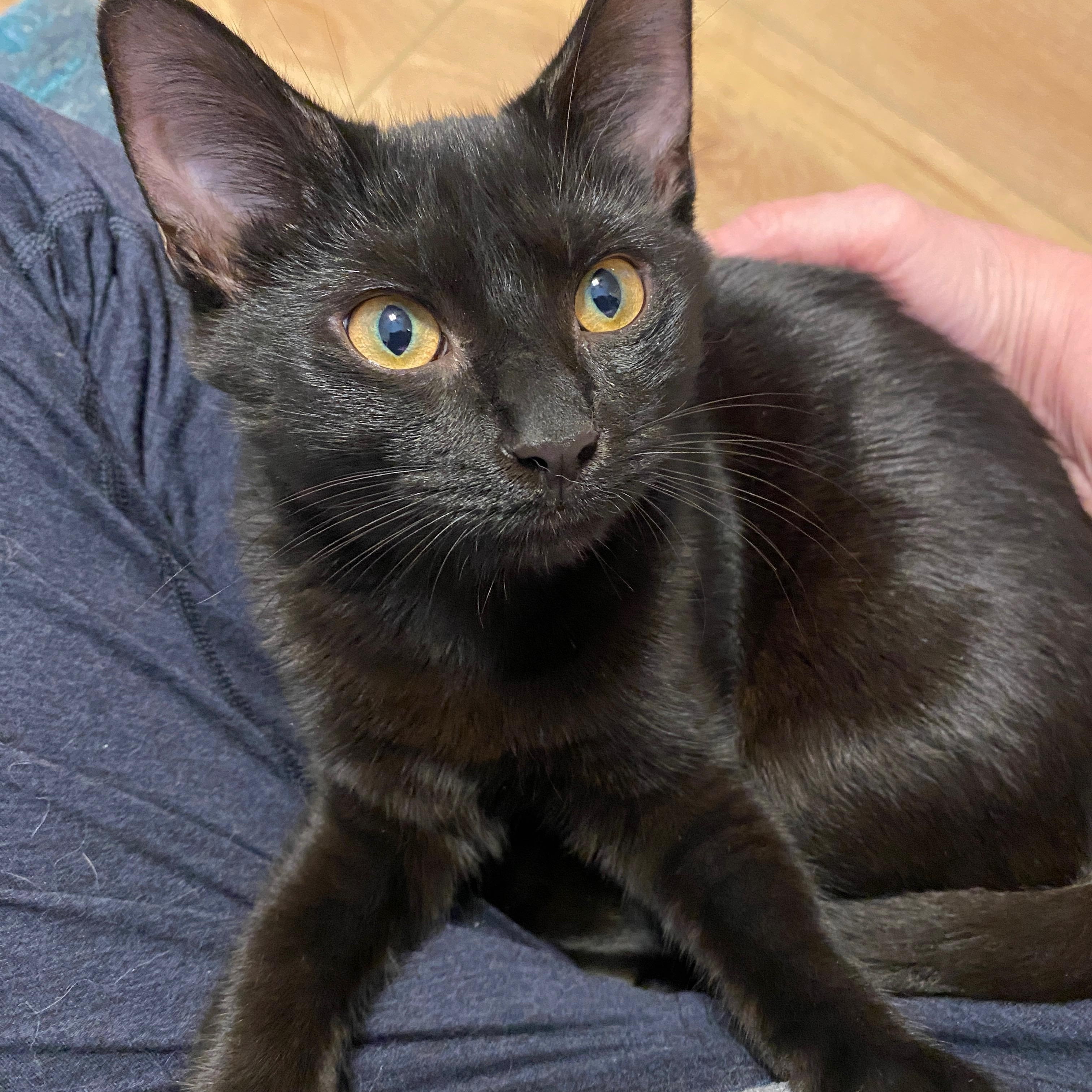 Enlarge Matilda, a Adopted Domestic Short Hair in Pickerington, OH image 3/4