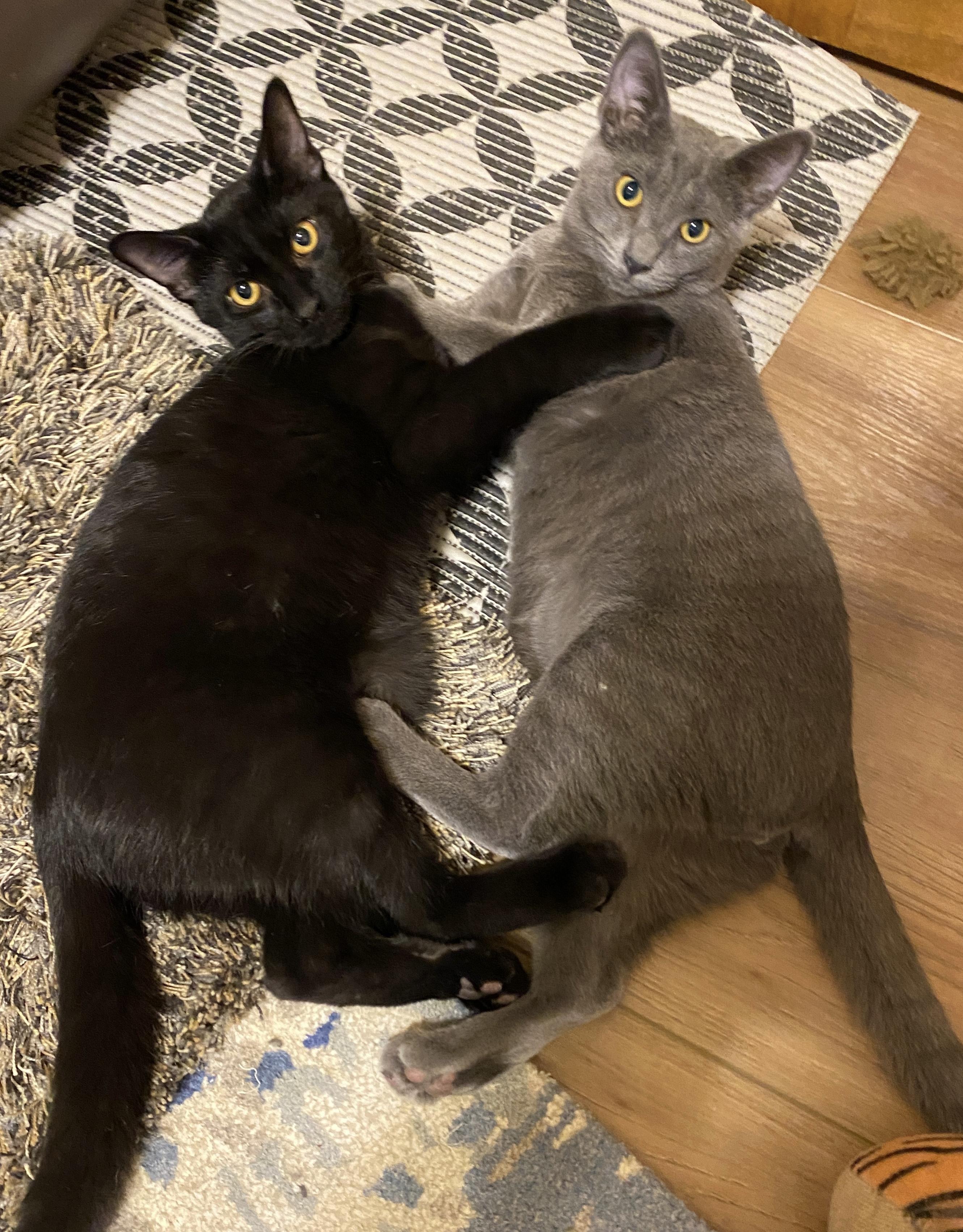 Enlarge Matilda, a Adopted Domestic Short Hair in Pickerington, OH image 2/4