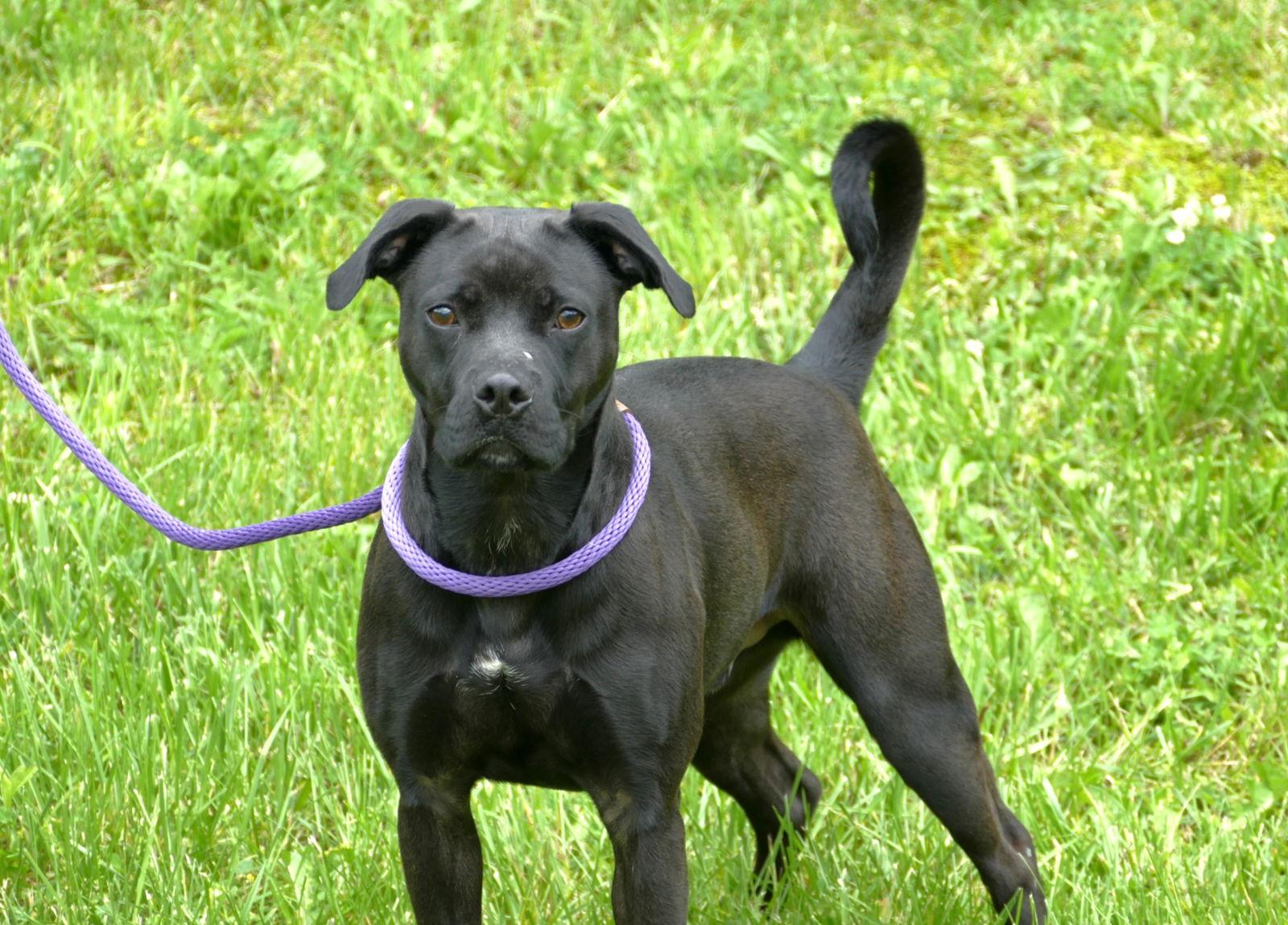 Thor (courtesy post), Adoptable, Young Male American Staffordshire Terrier.