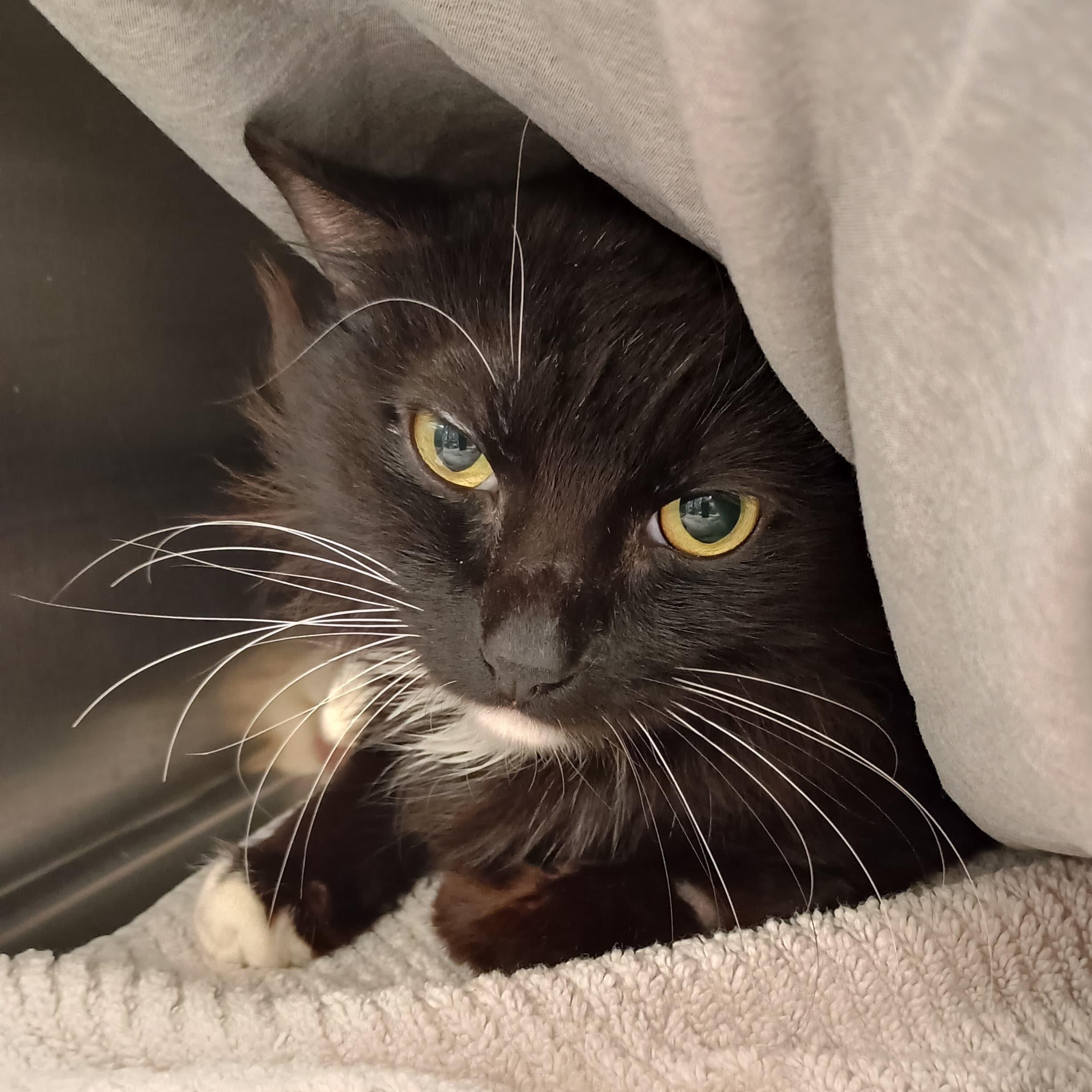 Enlarge Citra, an adopted Domestic Medium Hair in San Juan Capistrano, CA image 1/3