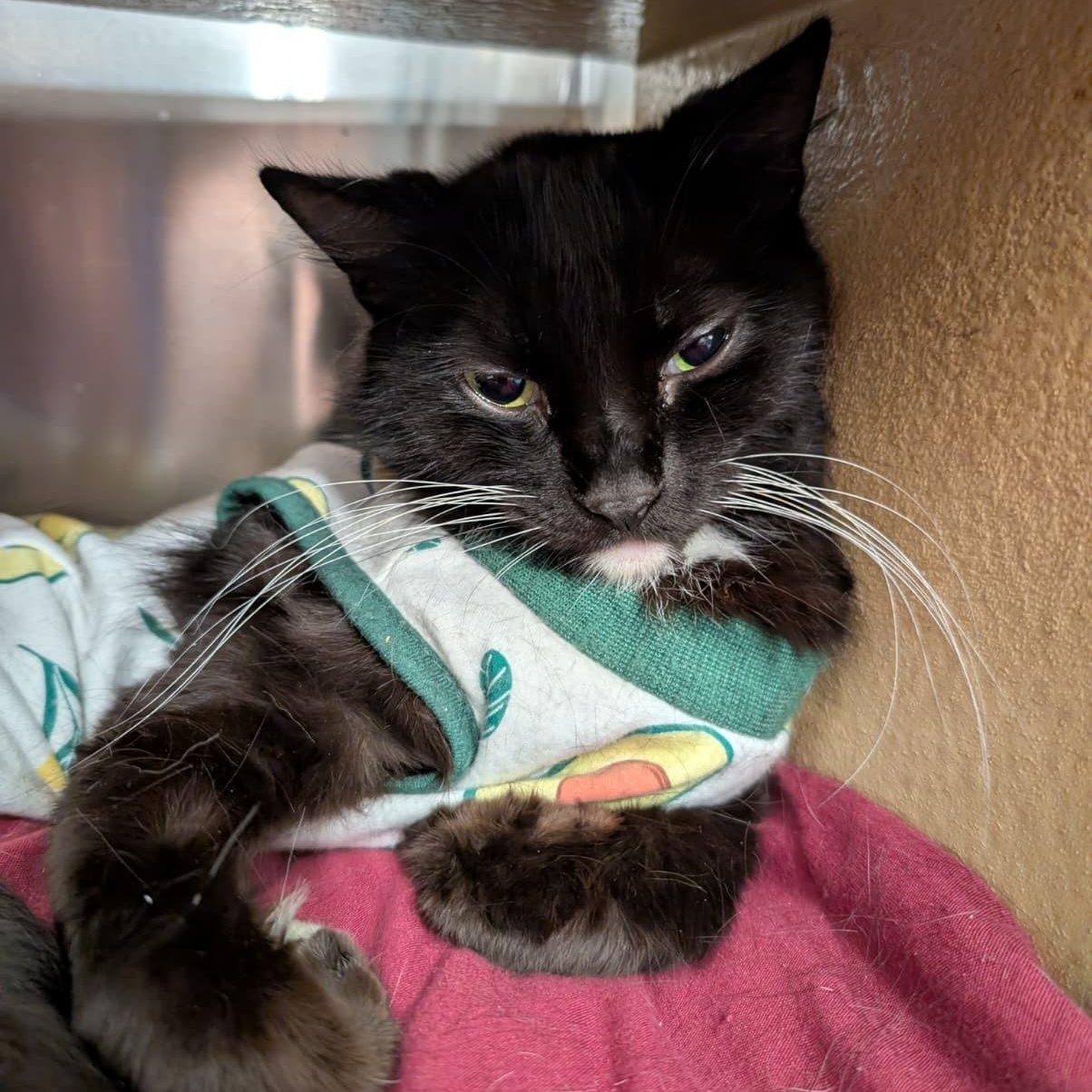 Enlarge Citra, an adopted Domestic Medium Hair in San Juan Capistrano, CA image 3/3