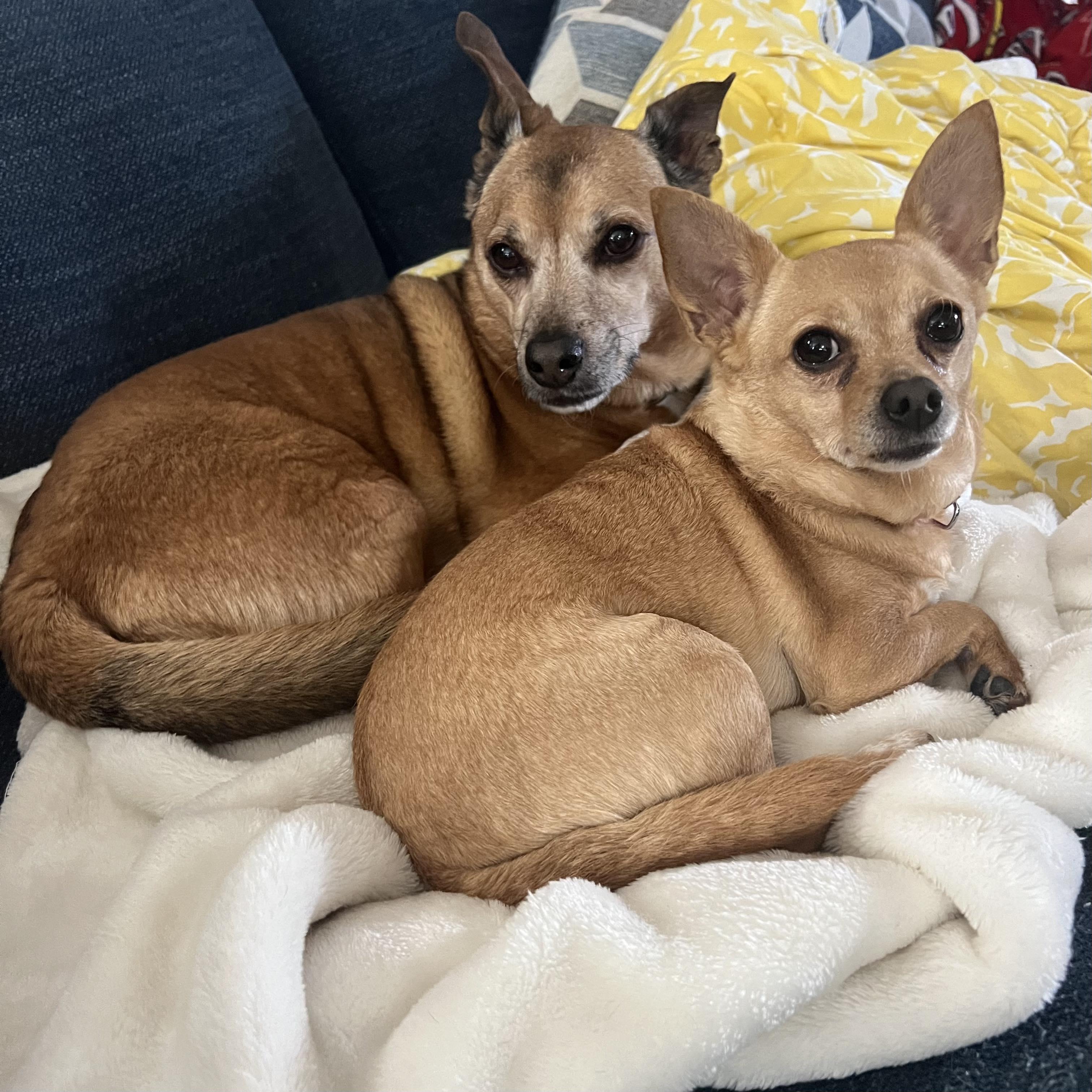 Enlarge May, a Adoptable Chihuahua in Virginia Beach, VA image 1/1