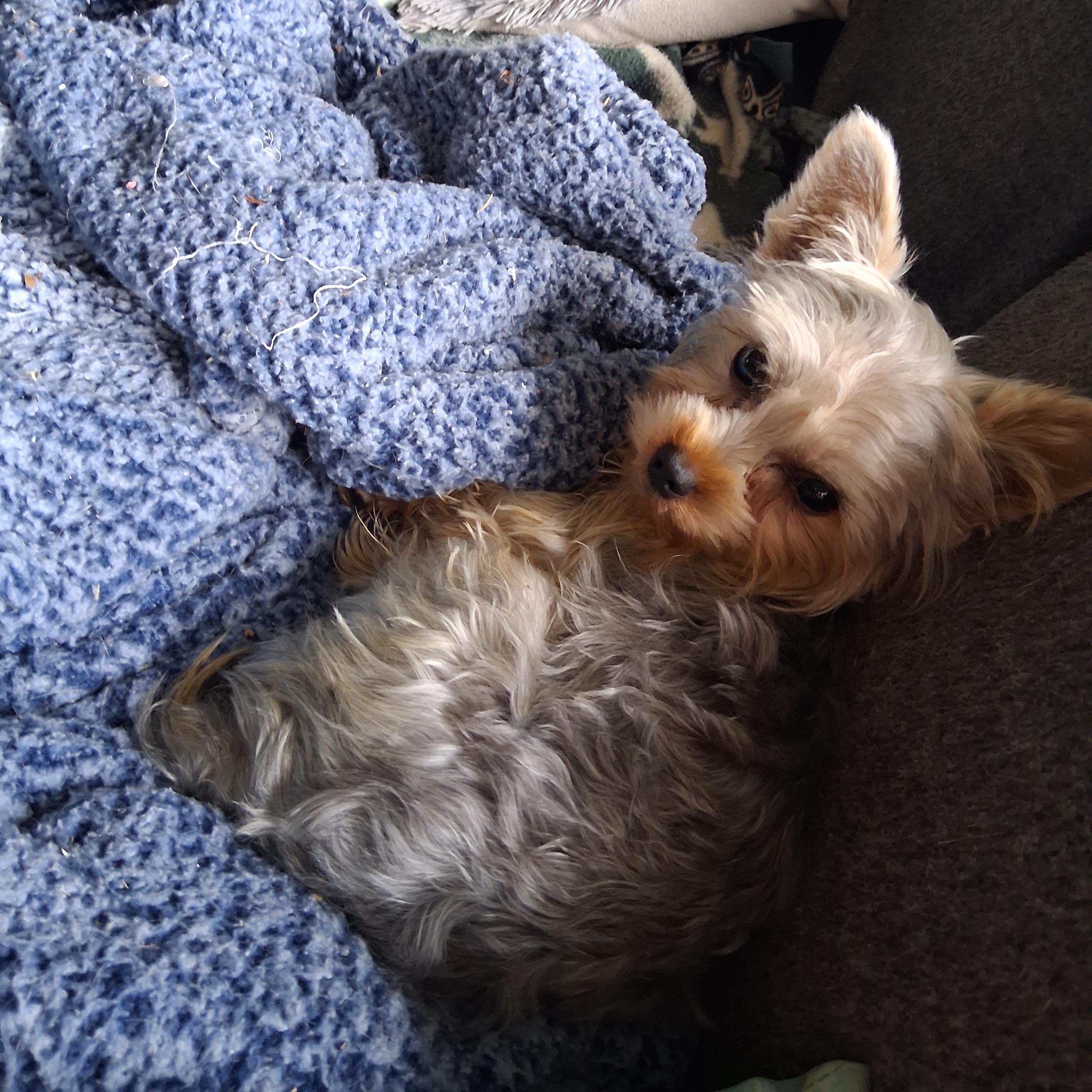 Enlarge Sir, an adoptable Yorkshire Terrier in Fordland, MO image 2/3