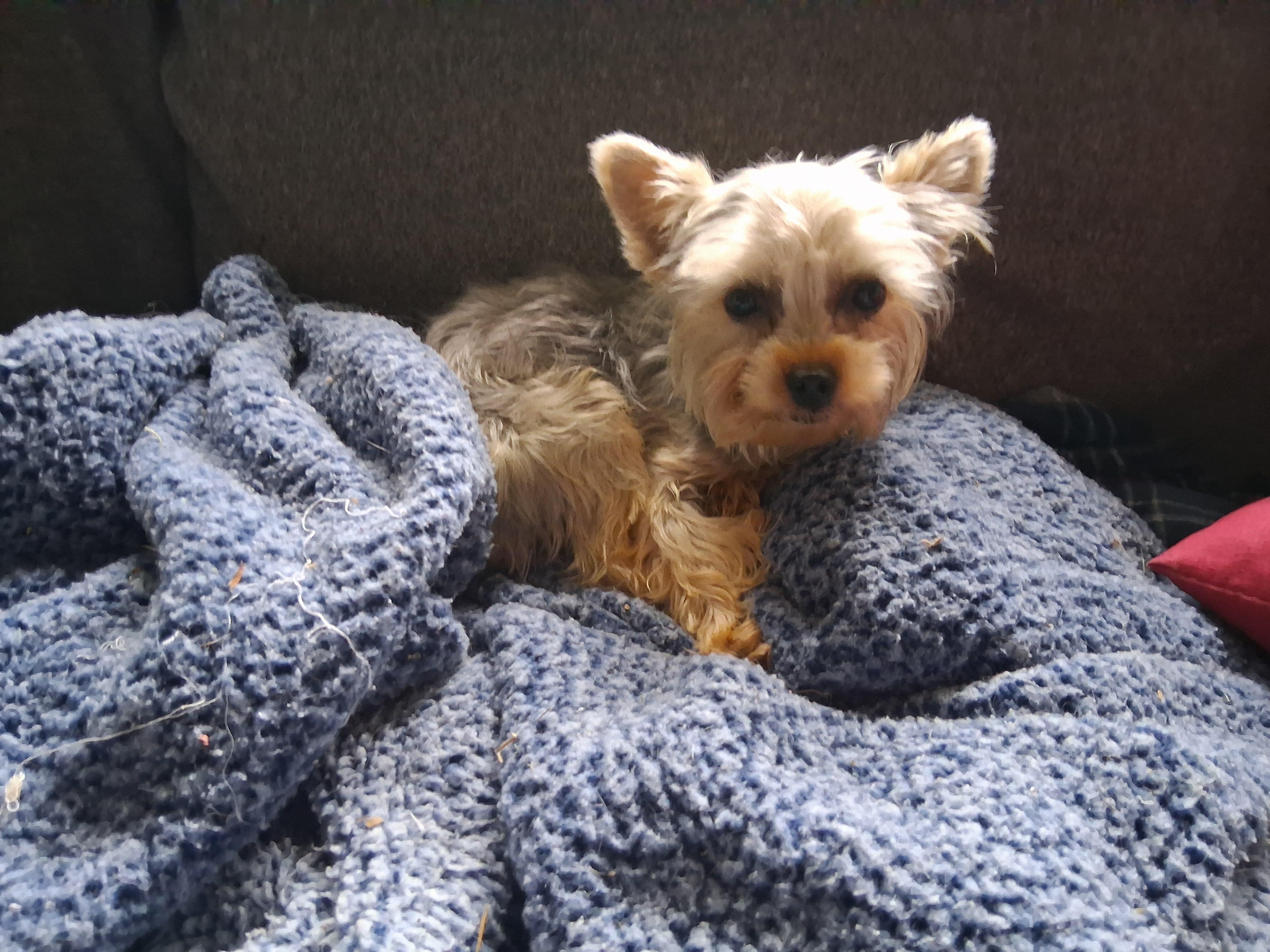 Enlarge Sir, an adoptable Yorkshire Terrier in Fordland, MO image 3/3