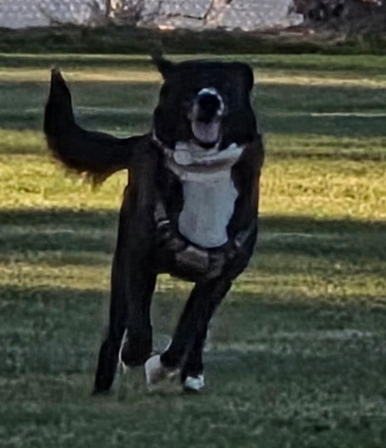 Brutus, Adoptable, Adult Male Great Pyrenees & Black Labrador Retriever.