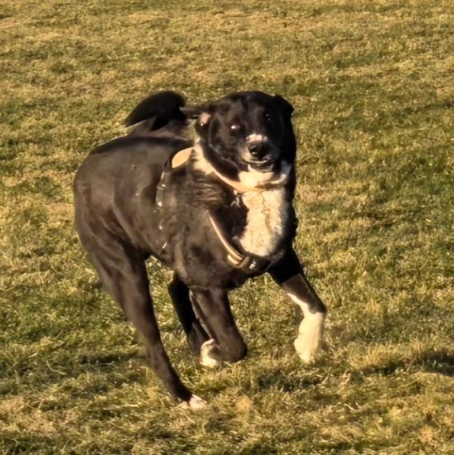 Enlarge Brutus, a Adoptable mixed breed in Cortez, CO image 2/5