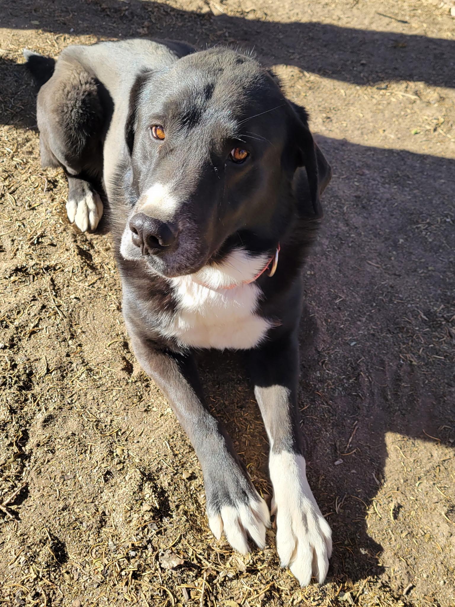 Enlarge Brutus, a Adoptable mixed breed in Cortez, CO image 3/5
