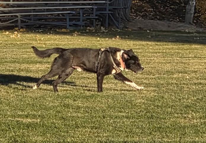 Enlarge Brutus, a Adoptable mixed breed in Cortez, CO image 4/5