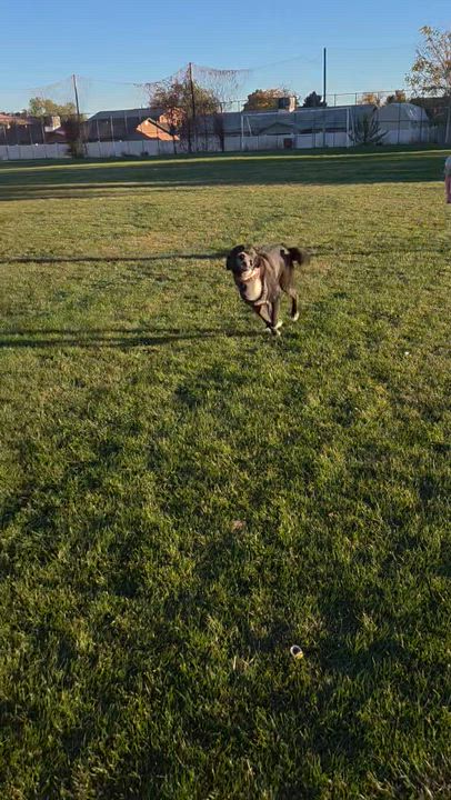 Enlarge Brutus, a Adoptable mixed breed in Cortez, CO video 5/5