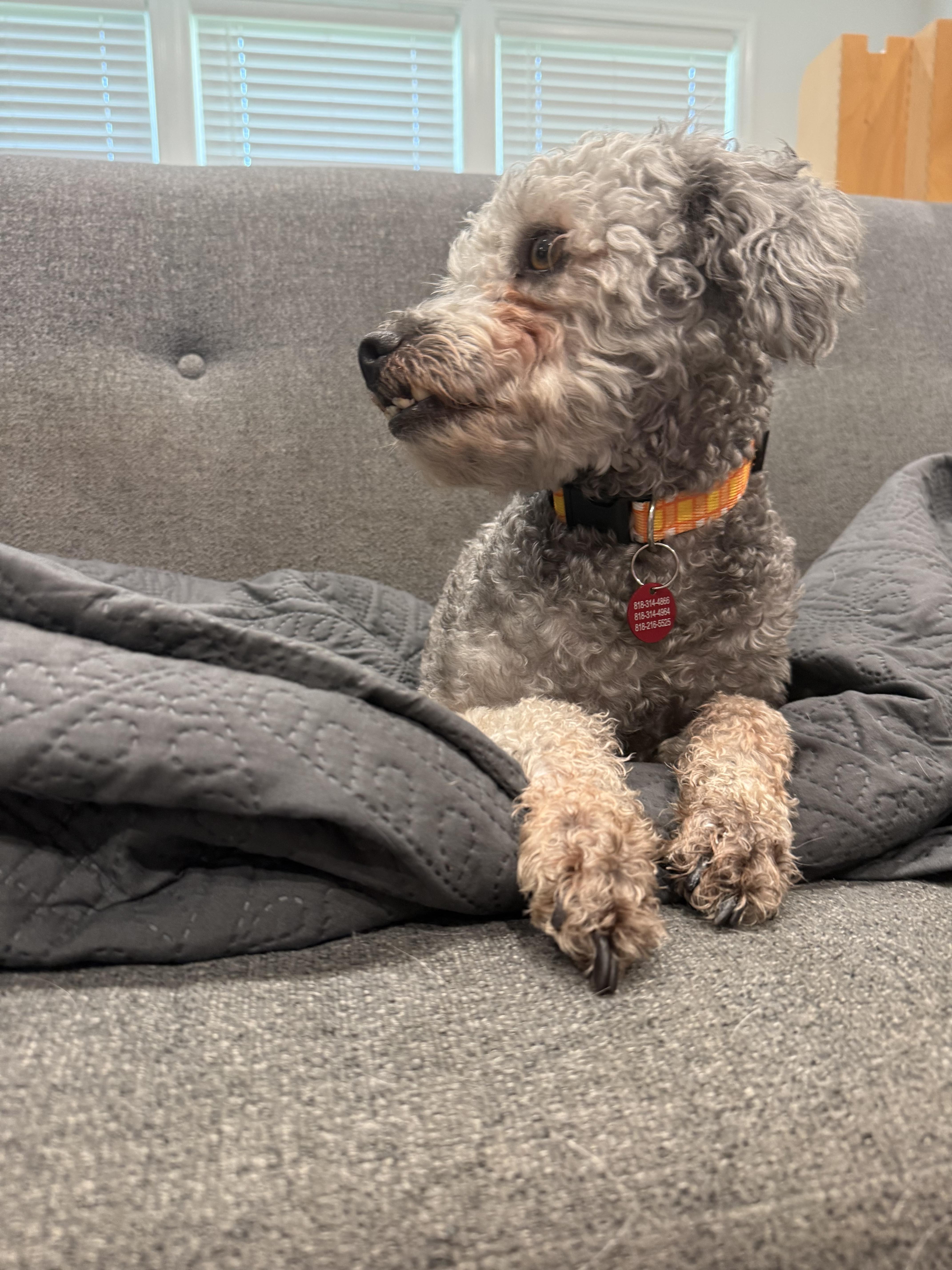Enlarge Lucky, a Adoptable Poodle in Glendale, CA image 4/5