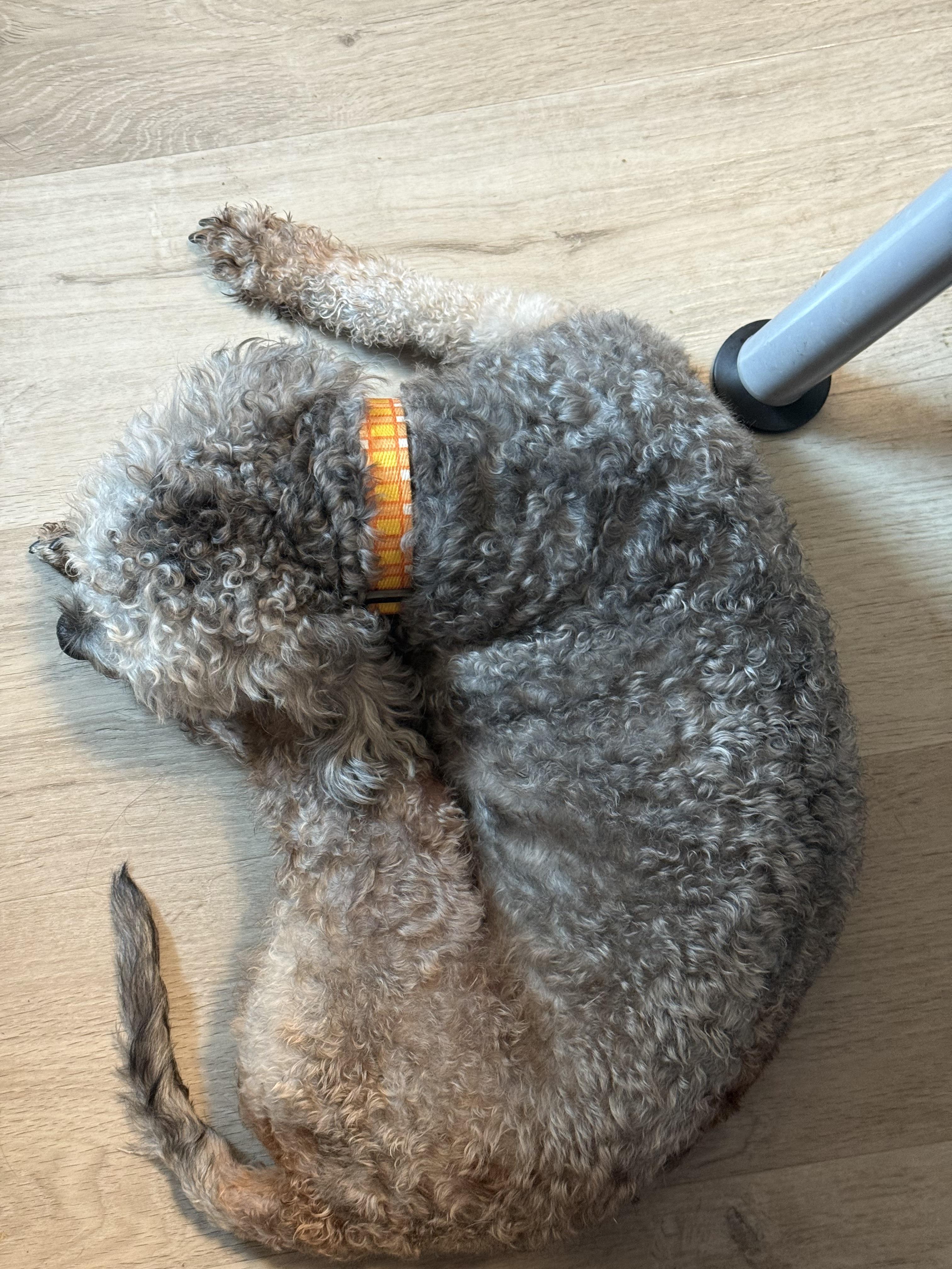 Enlarge Lucky, a Adoptable Poodle in Glendale, CA image 3/5