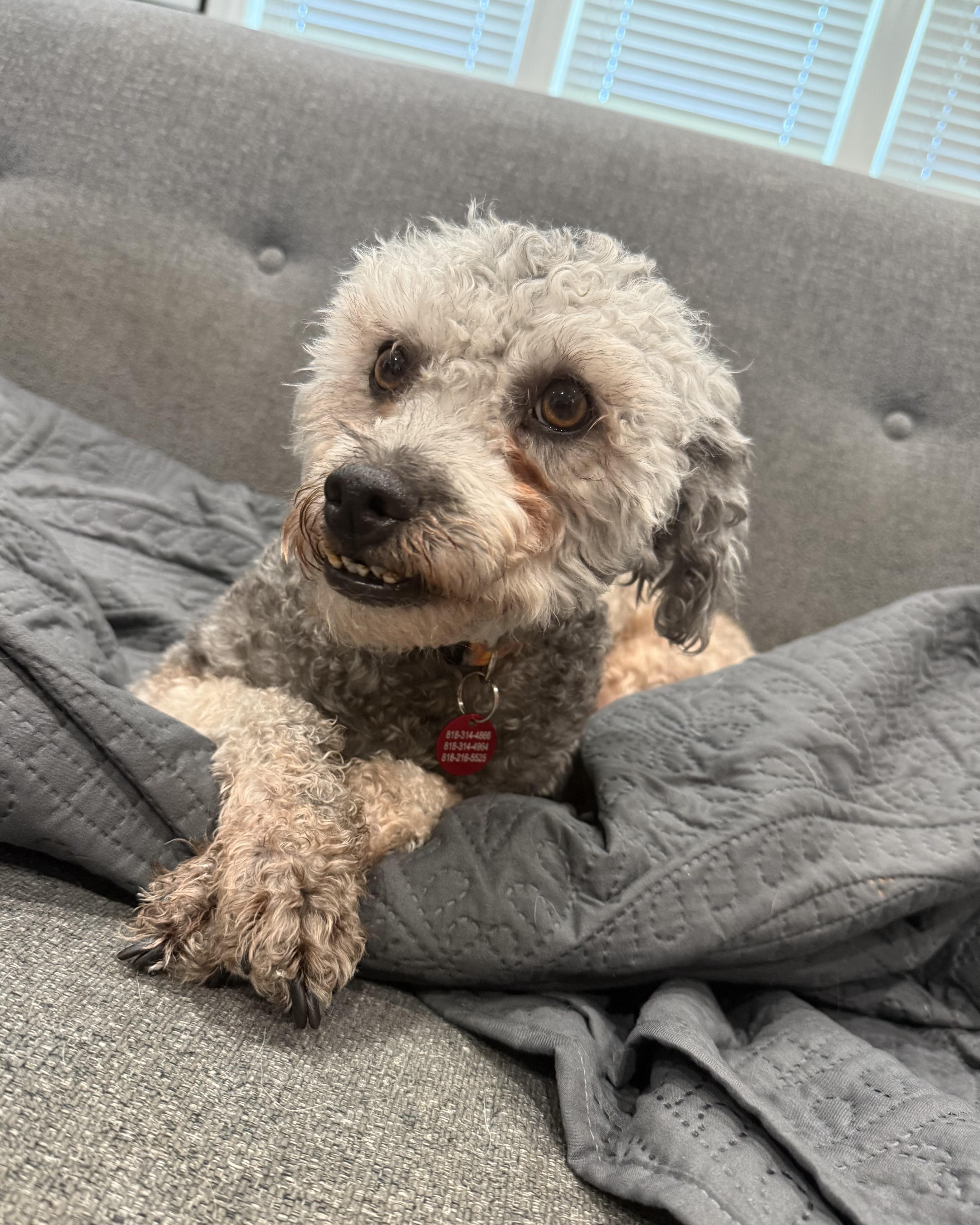 Enlarge Lucky, a Adoptable Poodle in Glendale, CA image 5/5