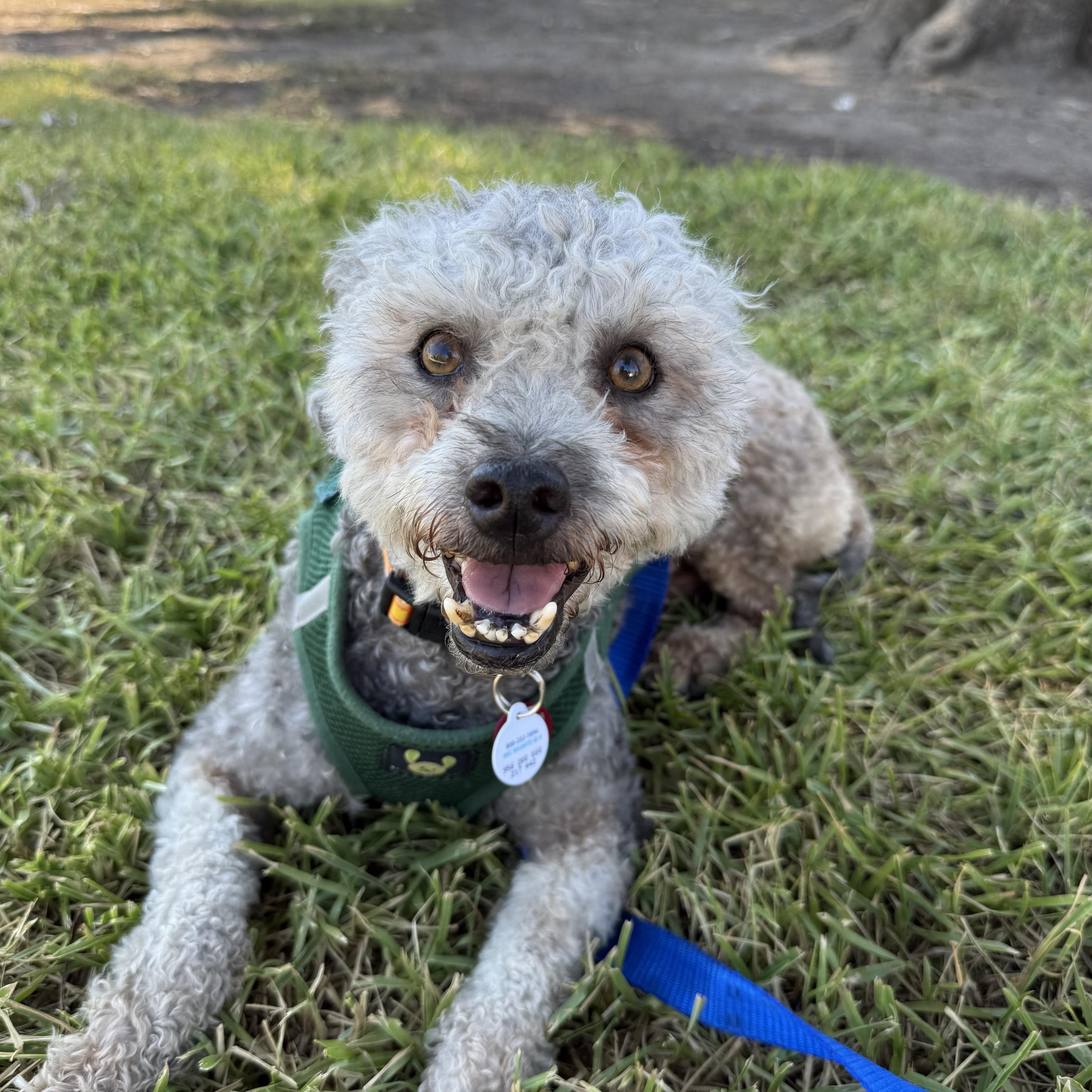 Enlarge Lucky, a Adoptable Poodle in Glendale, CA image 2/5