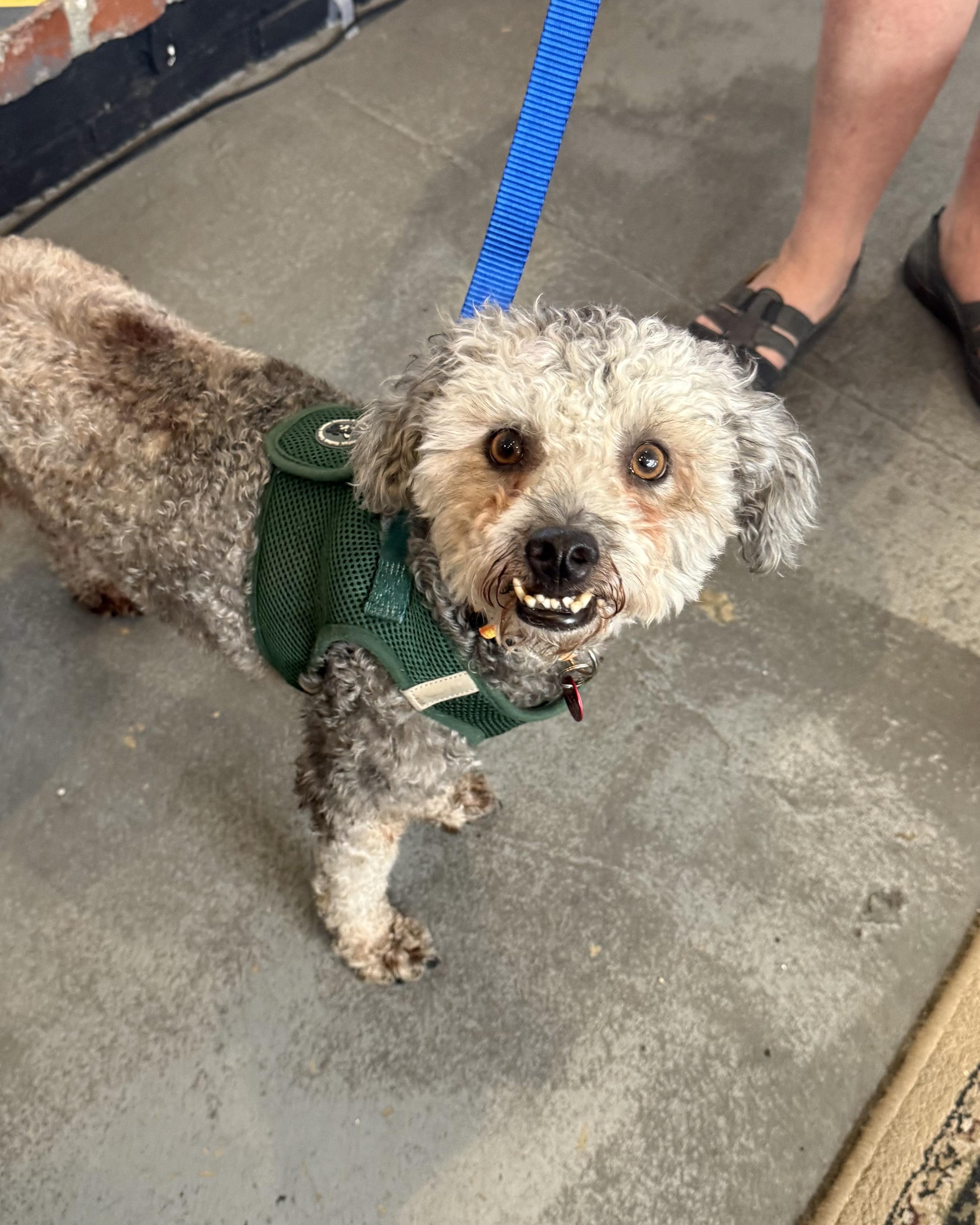 Lucky, Adoptable, Adult Male Poodle.