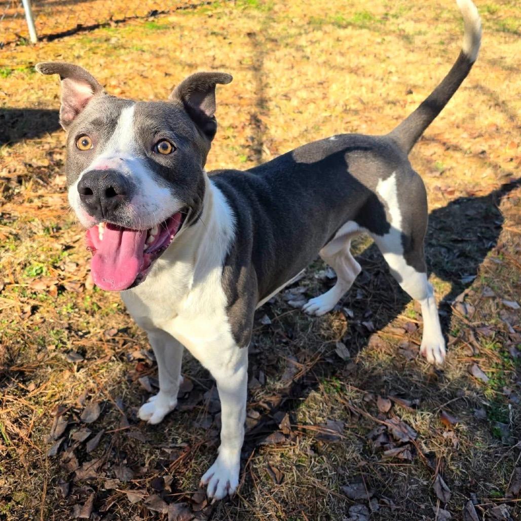 Pax, Adoptable, Adult Male Mixed Breed.