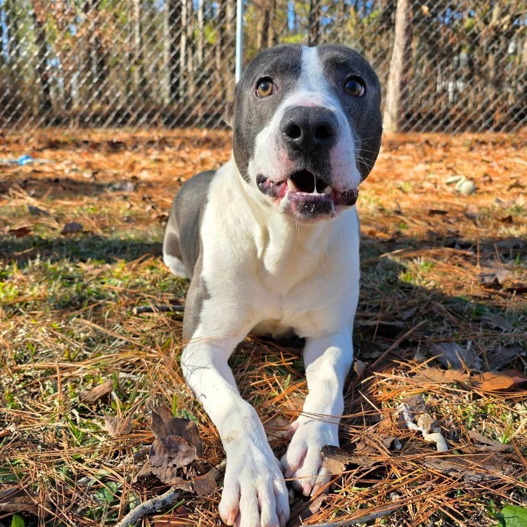 Enlarge Pax, a Adoptable Mixed Breed in Gadsden, AL image 2/6