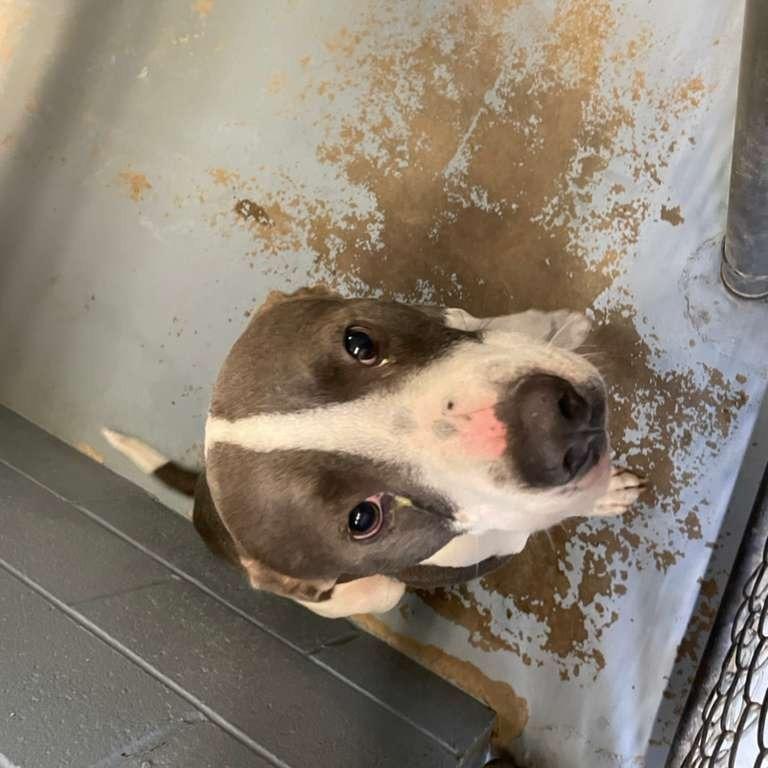 Enlarge Pax, a Adoptable Mixed Breed in Gadsden, AL image 1/1