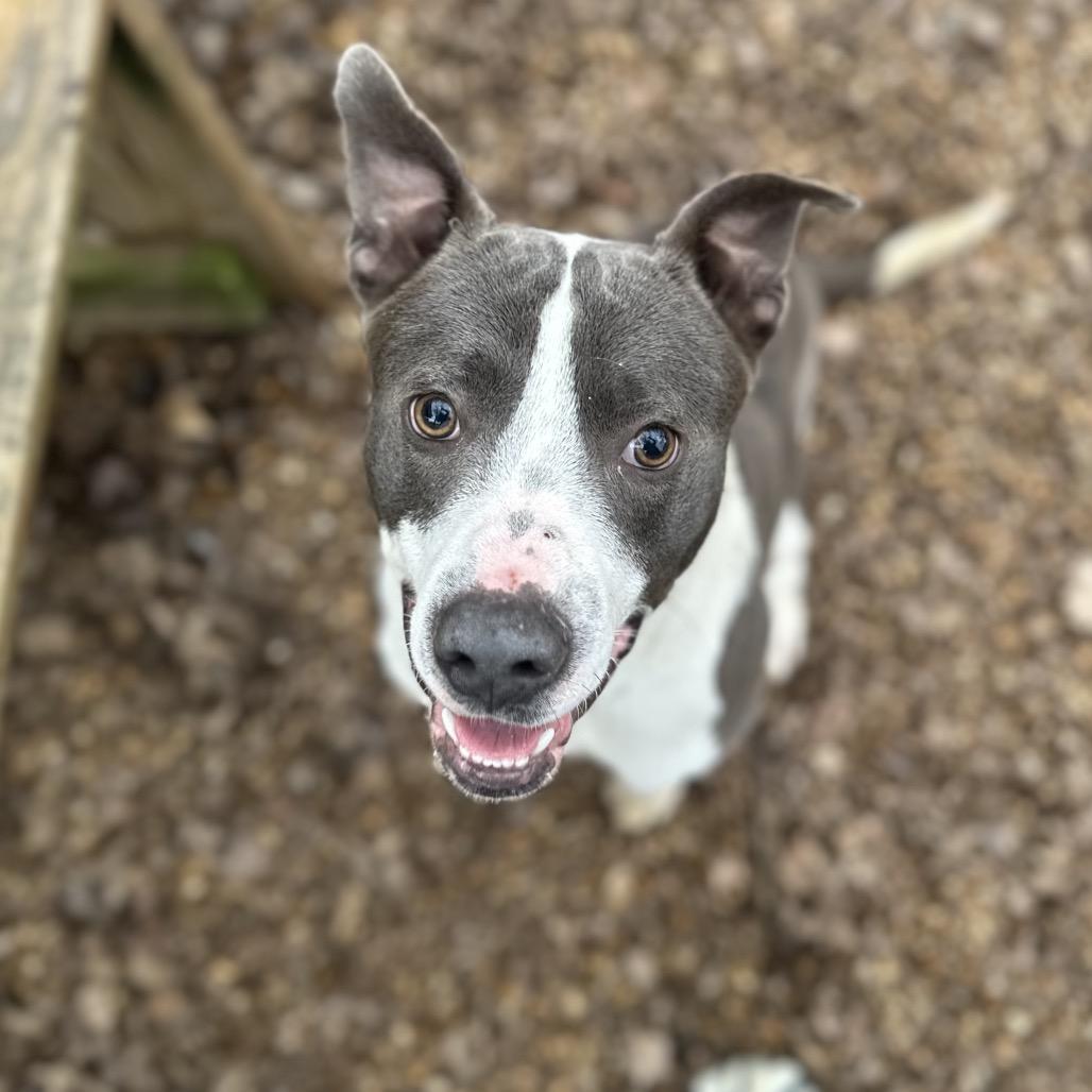 Enlarge Pax, a Adoptable Mixed Breed in Gadsden, AL image 3/6