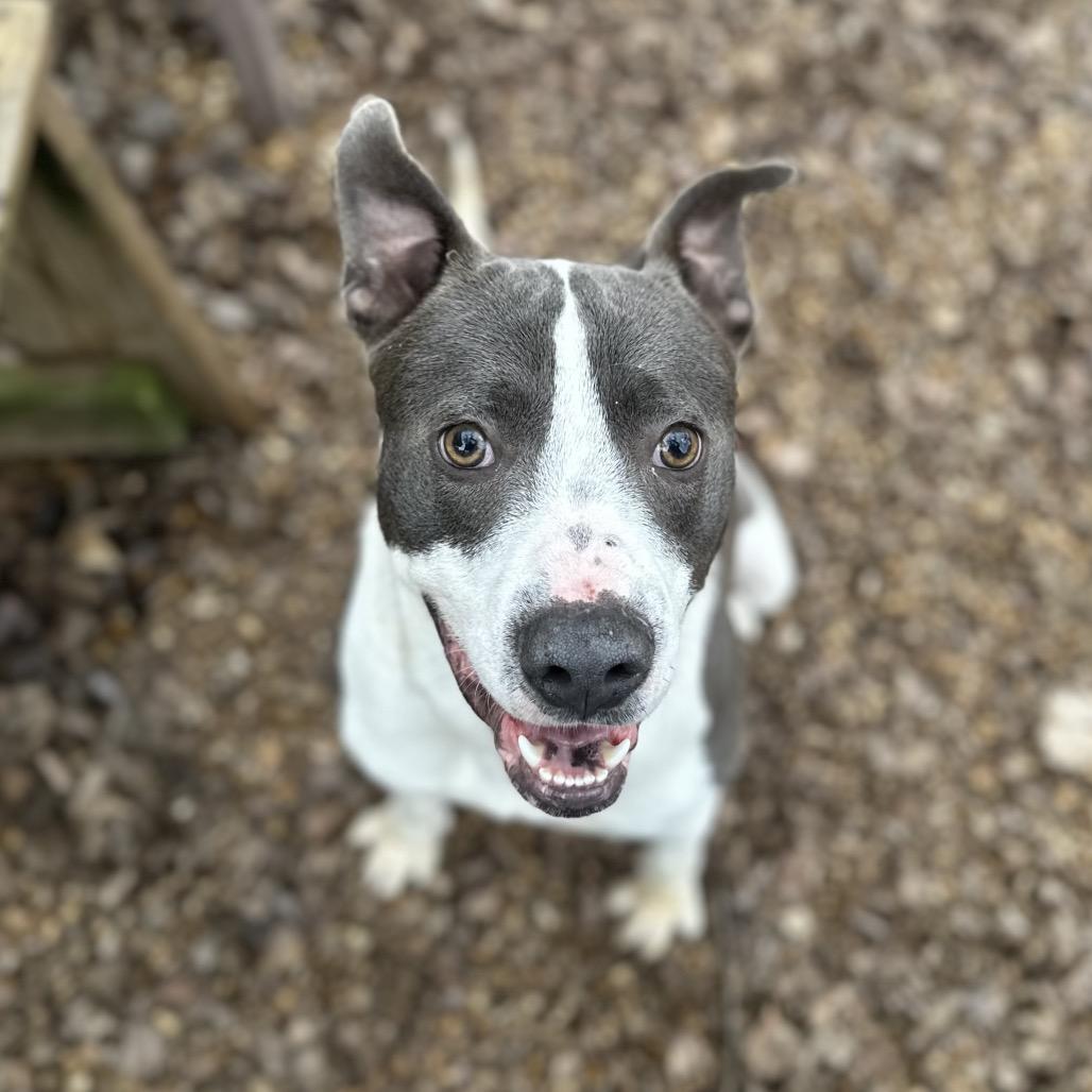 Enlarge Pax, a Adoptable Mixed Breed in Gadsden, AL image 4/6