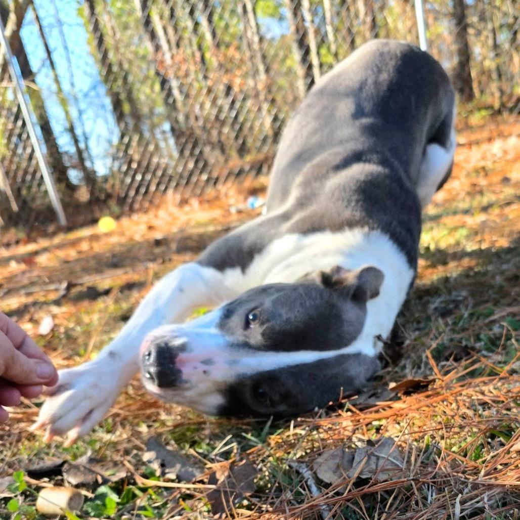 Enlarge Pax, a Adoptable Mixed Breed in Gadsden, AL image 5/6