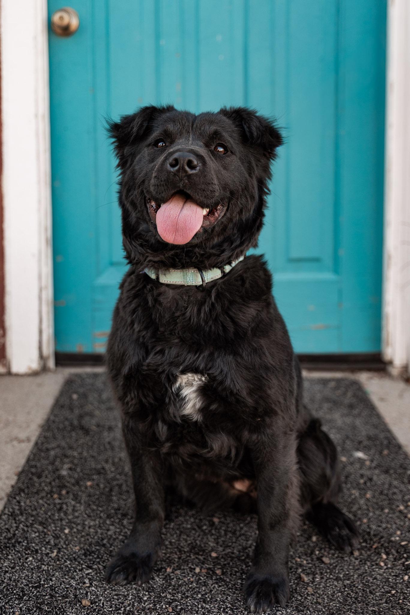 Enlarge 199-26 Ellie, an adoptable mixed breed in Brighton, CO image 1/1