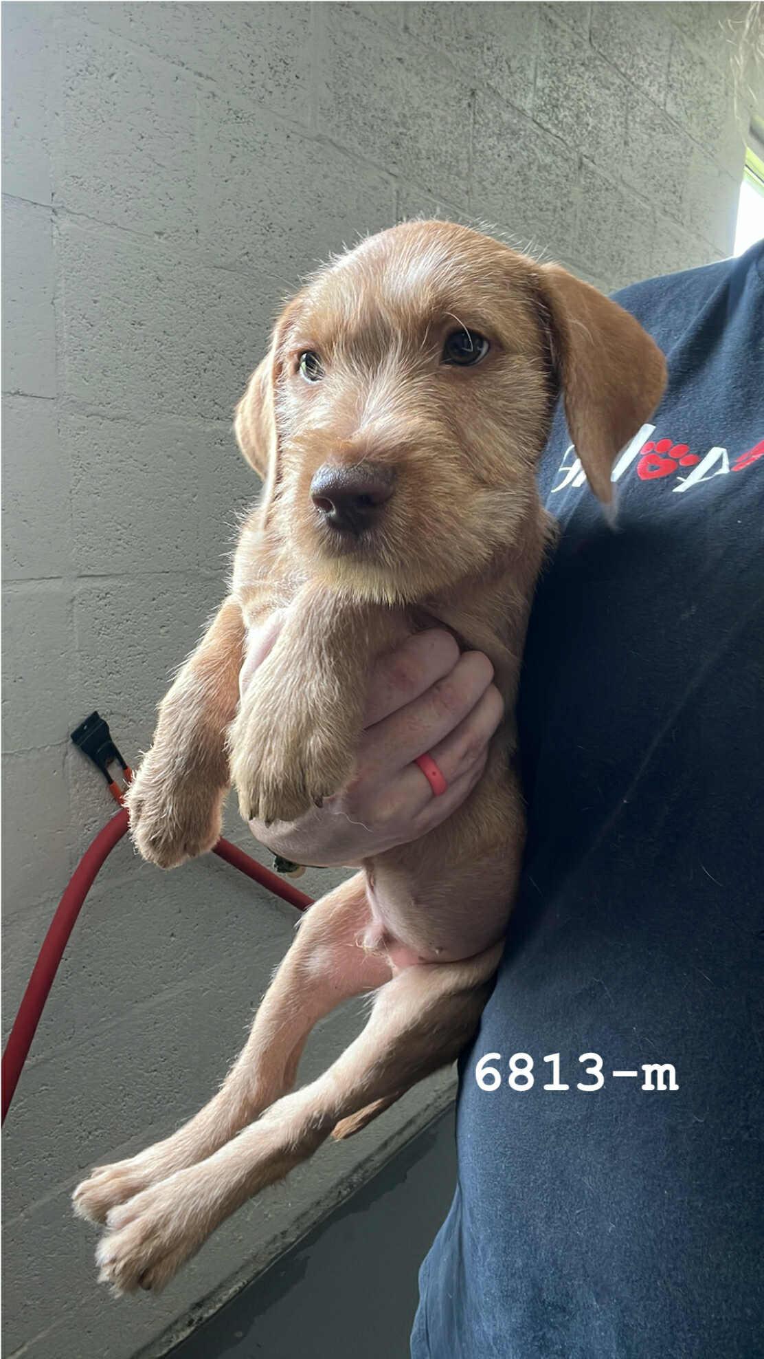 Quincy, an adoptable Retriever, Labradoodle in Cedarburg, WI, 53012 | Photo Image 1