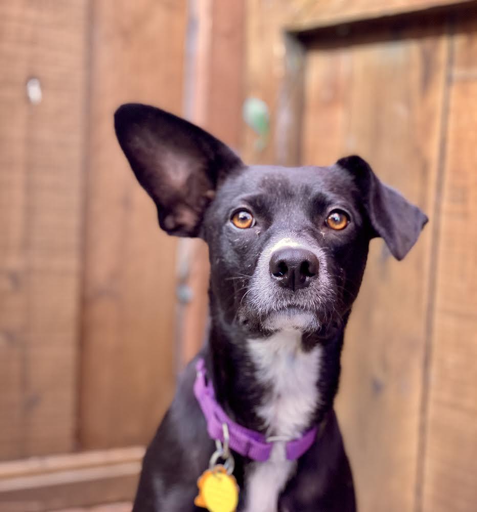 Lulu, Adoptable, Adult Female Terrier.