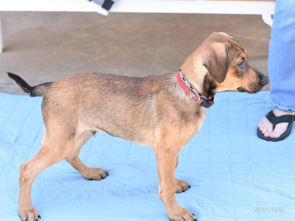 Enlarge Willie (DF litter), a Adopted mixed breed in Appleton, WI image 3/5