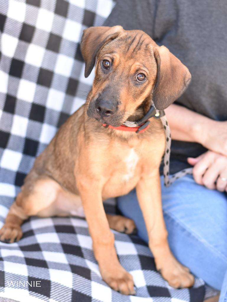 Enlarge Willie (DF litter), a Adopted mixed breed in Appleton, WI image 2/5