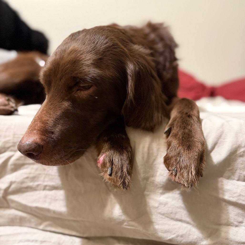 Enlarge Sadie, a Adoptable mixed breed in Peculiar, MO image 1/6