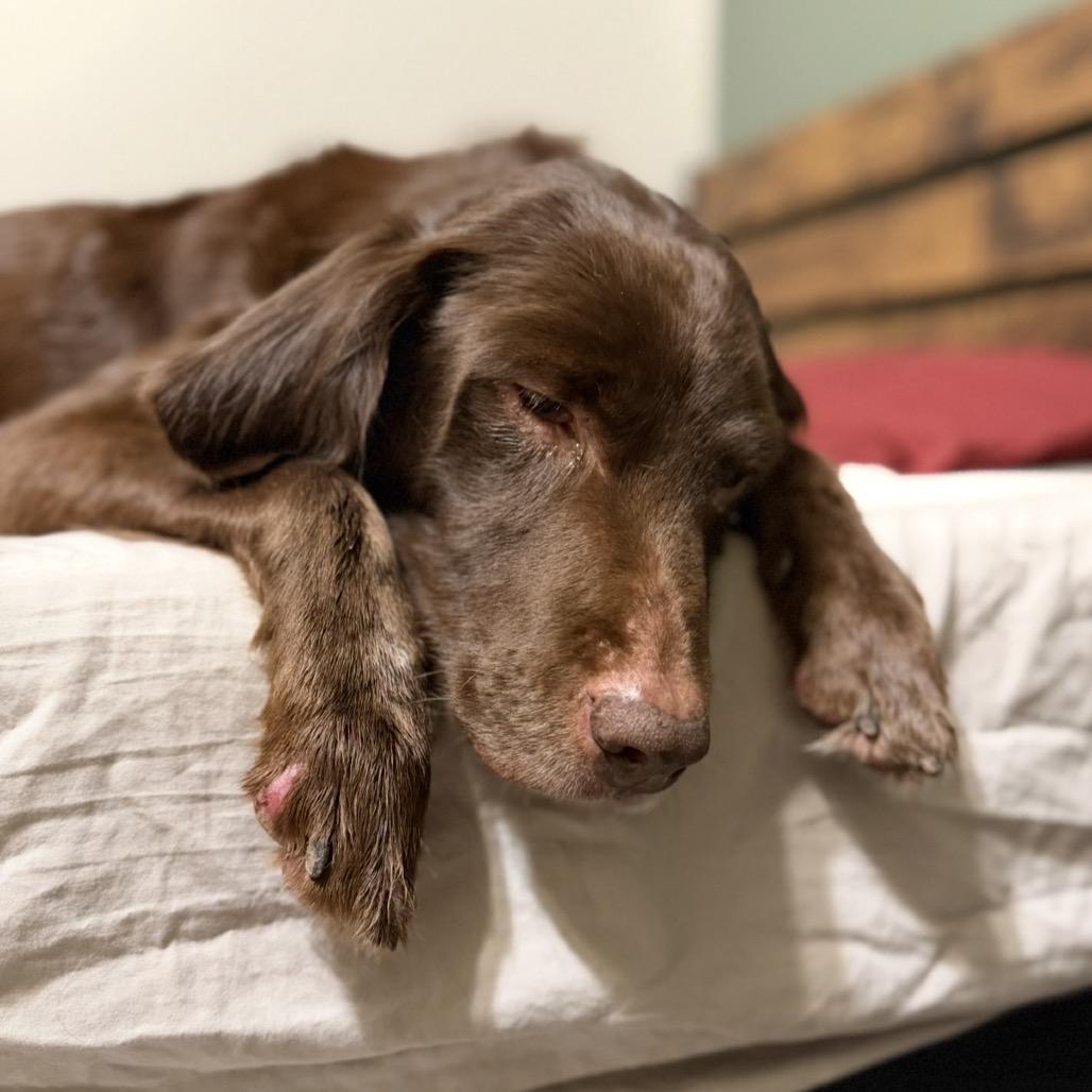 Enlarge Sadie, a Adoptable mixed breed in Peculiar, MO image 2/6